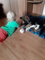 vom Trojangold, hodowla Owczarków Niemieckich Długowłosych