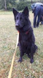 vom Trojangold, hodowla Owczarków Niemieckich Długowłosych