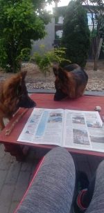 vom Trojangold, hodowla Owczarków Niemieckich Długowłosych