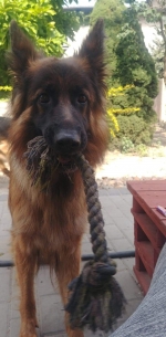 vom Trojangold, hodowla Owczarków Niemieckich Długowłosych