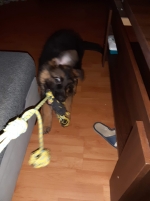 vom Trojangold, hodowla Owczarków Niemieckich Długowłosych