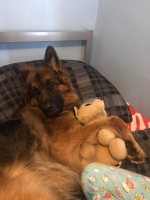 vom Trojangold, hodowla Owczarków Niemieckich Długowłosych