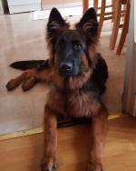 vom Trojangold, hodowla Owczarków Niemieckich Długowłosych