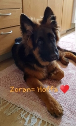 vom Trojangold, hodowla Owczarków Niemieckich Długowłosych