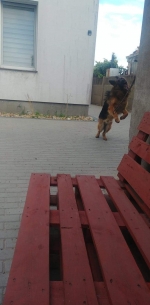 vom Trojangold, hodowla Owczarków Niemieckich Długowłosych