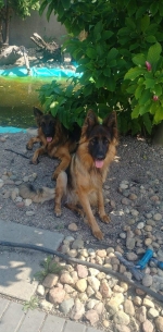 vom Trojangold, hodowla Owczarków Niemieckich Długowłosych