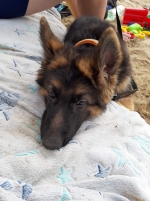 vom Trojangold, hodowla Owczarków Niemieckich Długowłosych