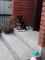 vom Trojangold, hodowla Owczarków Niemieckich Długowłosych