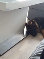 vom Trojangold, hodowla Owczarków Niemieckich Długowłosych