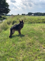 vom Trojangold, hodowla Owczarków Niemieckich Długowłosych