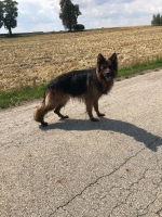 vom Trojangold, hodowla Owczarków Niemieckich Długowłosych