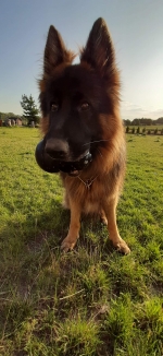 vom Trojangold, hodowla Owczarków Niemieckich Długowłosych