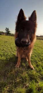 vom Trojangold, hodowla Owczarków Niemieckich Długowłosych