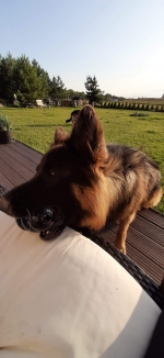 vom Trojangold, hodowla Owczarków Niemieckich Długowłosych