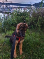 vom Trojangold, hodowla Owczarków Niemieckich Długowłosych