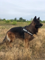 vom Trojangold, hodowla Owczarków Niemieckich Długowłosych