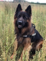 vom Trojangold, hodowla Owczarków Niemieckich Długowłosych