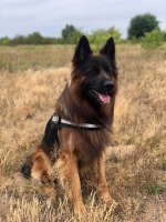 vom Trojangold, hodowla Owczarków Niemieckich Długowłosych