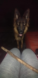 vom Trojangold, hodowla Owczarków Niemieckich Długowłosych