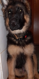 vom Trojangold, hodowla Owczarków Niemieckich Długowłosych