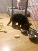 vom Trojangold, hodowla Owczarków Niemieckich Długowłosych