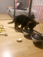 vom Trojangold, hodowla Owczarków Niemieckich Długowłosych