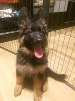 vom Trojangold, hodowla Owczarków Niemieckich Długowłosych