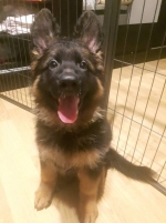 vom Trojangold, hodowla Owczarków Niemieckich Długowłosych