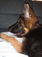 vom Trojangold, hodowla Owczarków Niemieckich Długowłosych