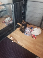 vom Trojangold, hodowla Owczarków Niemieckich Długowłosych