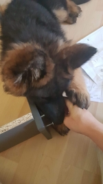 vom Trojangold, hodowla Owczarków Niemieckich Długowłosych