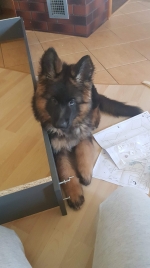 vom Trojangold, hodowla Owczarków Niemieckich Długowłosych