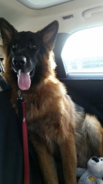 vom Trojangold, hodowla Owczarków Niemieckich Długowłosych