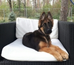 vom Trojangold, hodowla Owczarków Niemieckich Długowłosych