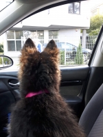 vom Trojangold, hodowla Owczarków Niemieckich Długowłosych