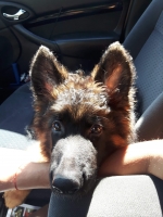 vom Trojangold, hodowla Owczarków Niemieckich Długowłosych