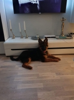 vom Trojangold, hodowla Owczarków Niemieckich Długowłosych