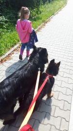 vom Trojangold, hodowla Owczarków Niemieckich Długowłosych