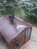 vom Trojangold, hodowla Owczarków Niemieckich Długowłosych