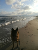 vom Trojangold, hodowla Owczarków Niemieckich Długowłosych