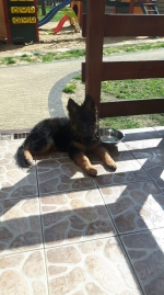 vom Trojangold, hodowla Owczarków Niemieckich Długowłosych