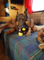 vom Trojangold, hodowla Owczarków Niemieckich Długowłosych