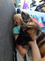 vom Trojangold, hodowla Owczarków Niemieckich Długowłosych