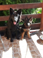 vom Trojangold, hodowla Owczarków Niemieckich Długowłosych