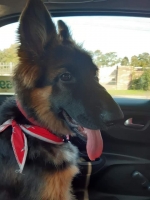 vom Trojangold, hodowla Owczarków Niemieckich Długowłosych