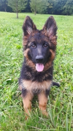 vom Trojangold, hodowla Owczarków Niemieckich Długowłosych