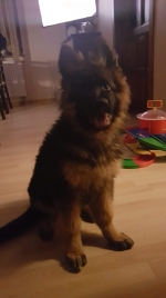 vom Trojangold, hodowla Owczarków Niemieckich Długowłosych