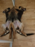 vom Trojangold, hodowla Owczarków Niemieckich Długowłosych