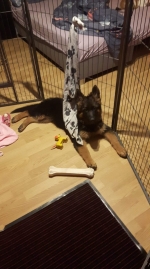 vom Trojangold, hodowla Owczarków Niemieckich Długowłosych