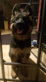 vom Trojangold, hodowla Owczarków Niemieckich Długowłosych